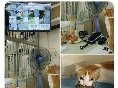 영리하네 요놈