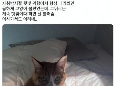 고양이가 하도 울길래