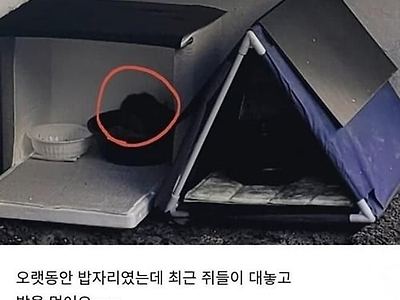캣맘이 사라져야지