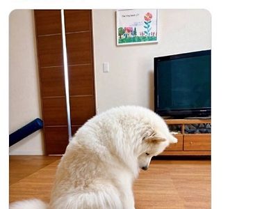 시무룩