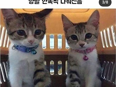 한짝씩 나눠 신은 냥이들