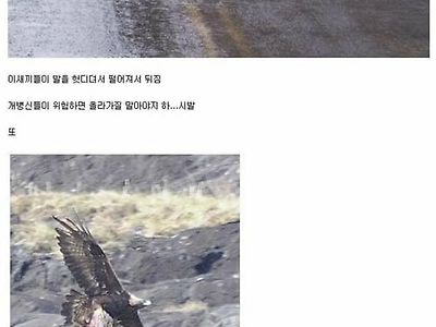 머리가 모자란 동물