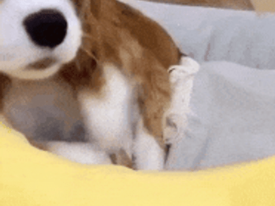귀염둥이