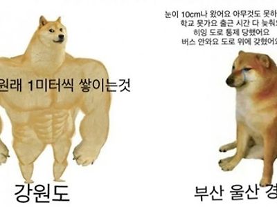 눈 왔을때 강원도와 부울경의 반응 차이