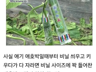 사람들이 잘 모르는 애호박 포장의 진실
