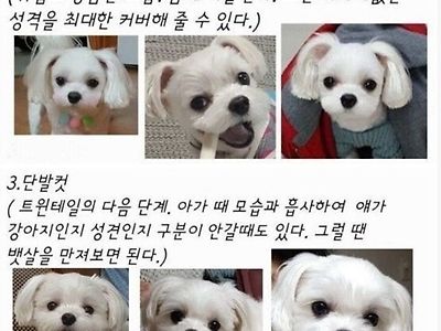 말티즈 헤어컷 종류