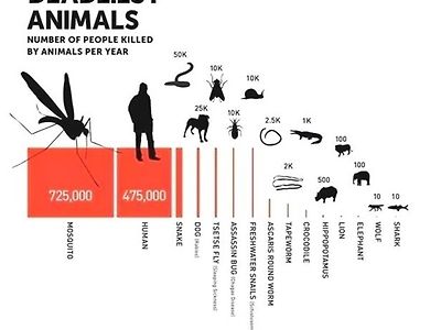 사람을 죽인 동물 순위