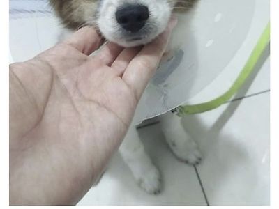 상처 입은 개를 집에 데려온 후기