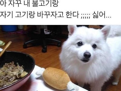 자기 고기랑 바꾸자는 댕댕이