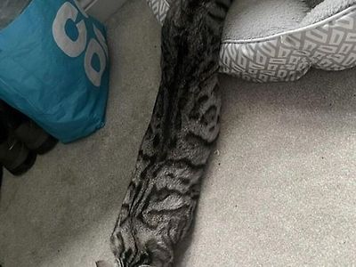 키우던 고양이가 사라진 자리에 큰 뱀만 남아있었다