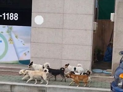 오늘은 개모임 있는 날