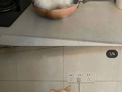후라이팬 냐옹이