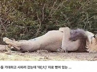 맹수를 보러 동물원에가면 실망하는 이유