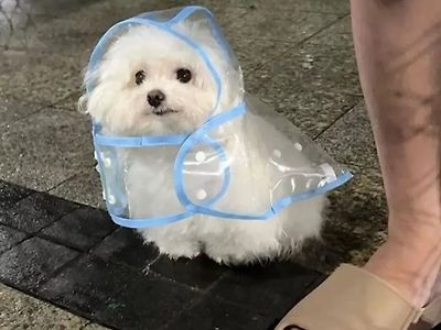 강아지용 비옷