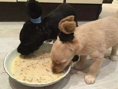 특단의 조치