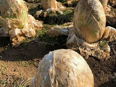 외국인들 깜짝놀라는 냉해입은 배추밭