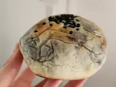 솔직한 팥빵