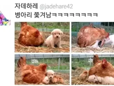 병아리 쫓겨남 ㅋㅋ