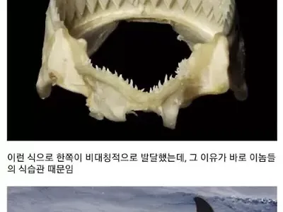 한입충 레전드