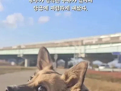 황당한 당근 애견 우유 거래