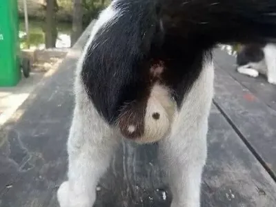 태극땅콩