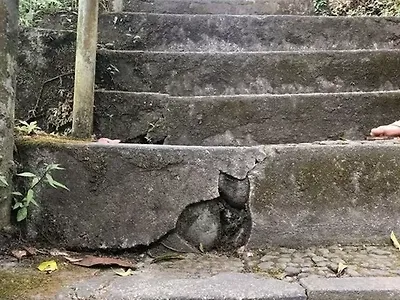 없지만, 있는 고양이