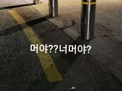 고양이인 줄