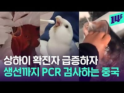 중국 확진자 폭증에 생선까지 PCR 검사