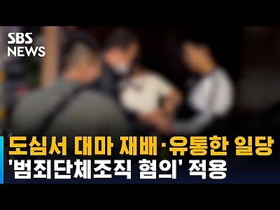 도심서 대마 재배 · 유통한 일당에 '범죄단체 혐의' 적용