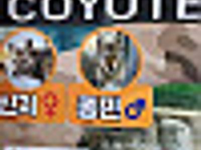 어느 동물원 코요태 ㅎㅎ