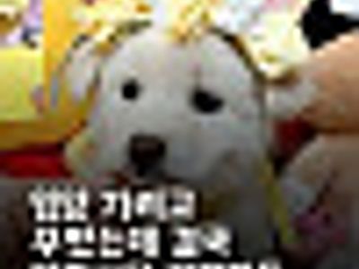 입양 가려고 꾸몄는데