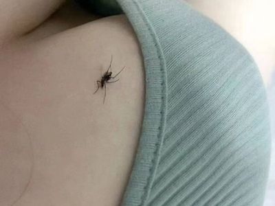모기 봐라