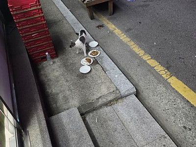 캣맘은 정신병이다