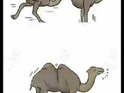 낙타 조상은 타조