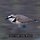 흰물떼새 프로필