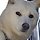 dog 프로필
