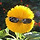 해바라기 프로필