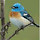 파랑새 프로필
