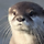 Otter in New Town 프로필