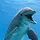 돌고래 프로필