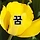 꿈꾸는 노란 튤립 프로필