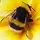 스팅비 StinGBee 프로필