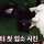 3번 파양을 겪은 강아지의 평생 가족이 필요해 ㅠ
