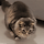 고양이 엉덩이 흔들기 모음.gif