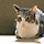 😻 고양이들에게 관종짓하는 <b>집사</b> 여시덜의 달글 😻