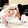 갓세븐)<b>rps</b> 뽐맠