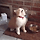 (약혐,고양이주의) 거대한 코딱지.gif