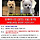 혹시 <b>옥천</b>에 사는 여시있어?? ㅠㅠㅠㅠ 댕댕이 잃어버려서 한번 봐주라 ㅠㅠㅠ