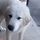 두리안 냄새를 맡은 동물들 반응.gif