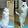 고양이 <b>집사</b> 꿀팁 공유 달글!🐱🐱🐱🐱🐱🐱🐱🐱🐱🐱🐱🐱🐱🐱